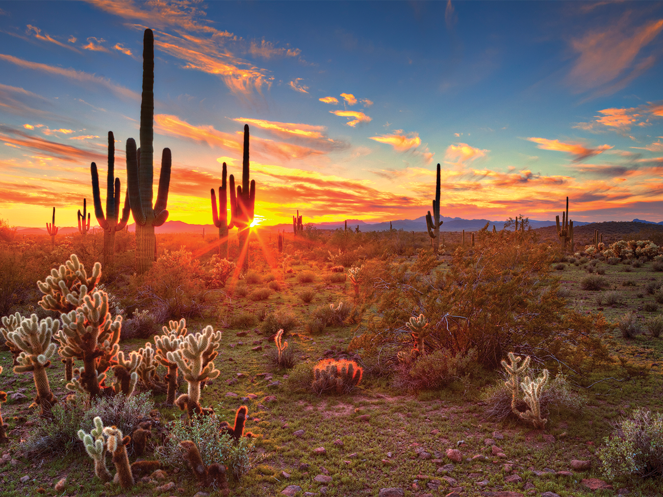 Arizona Desert Sunset