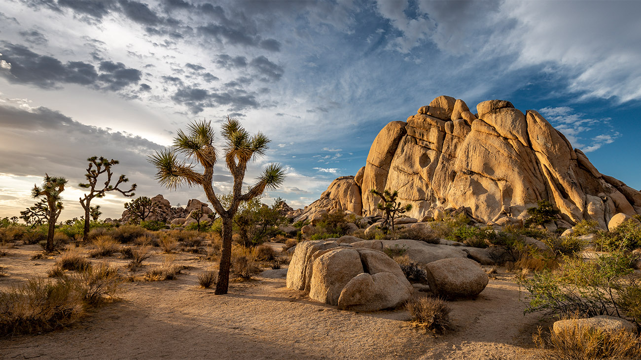 Joshua Tree National Park