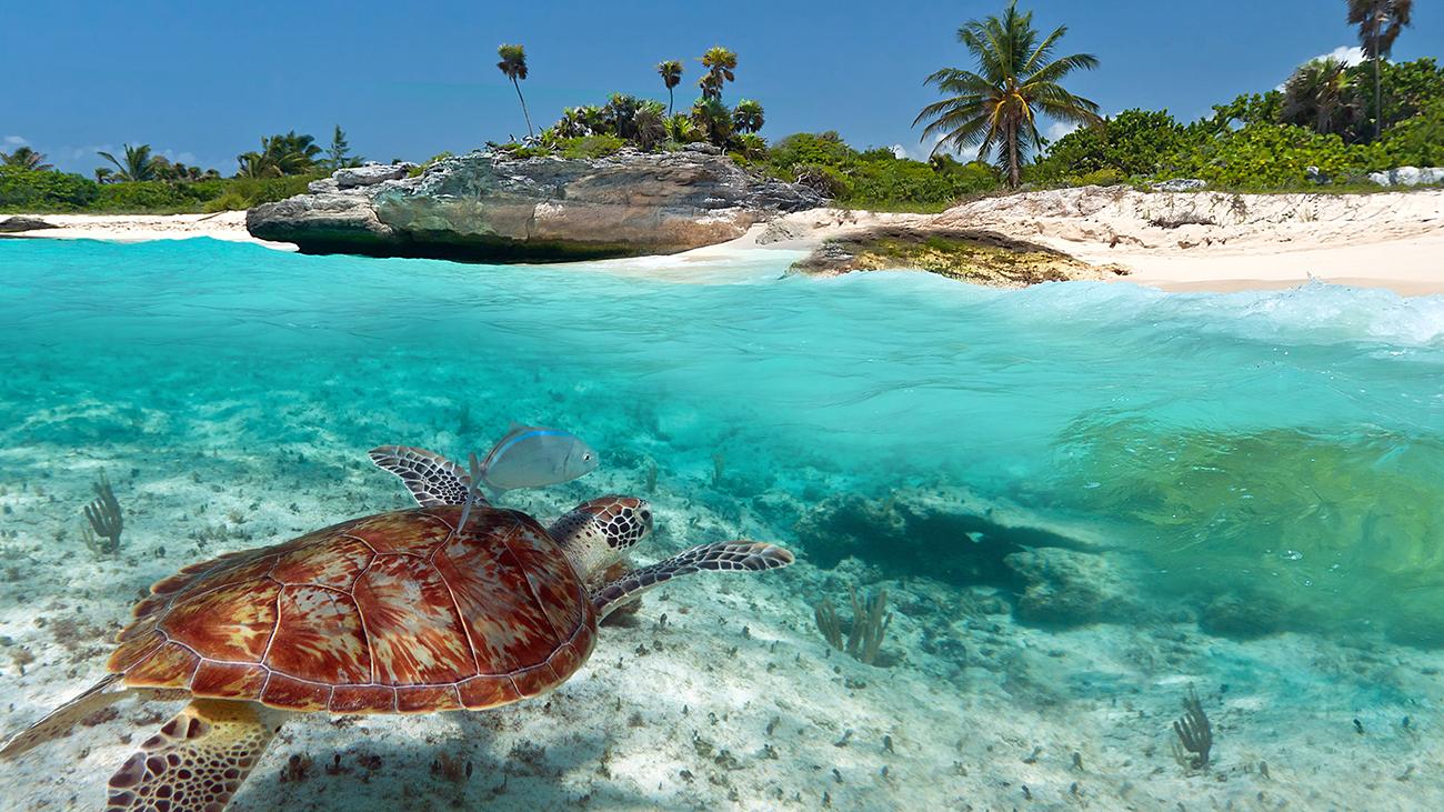 Isla Contoy: A Natural Reserve