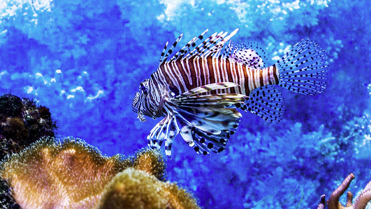 Cancún Interactive Aquarium