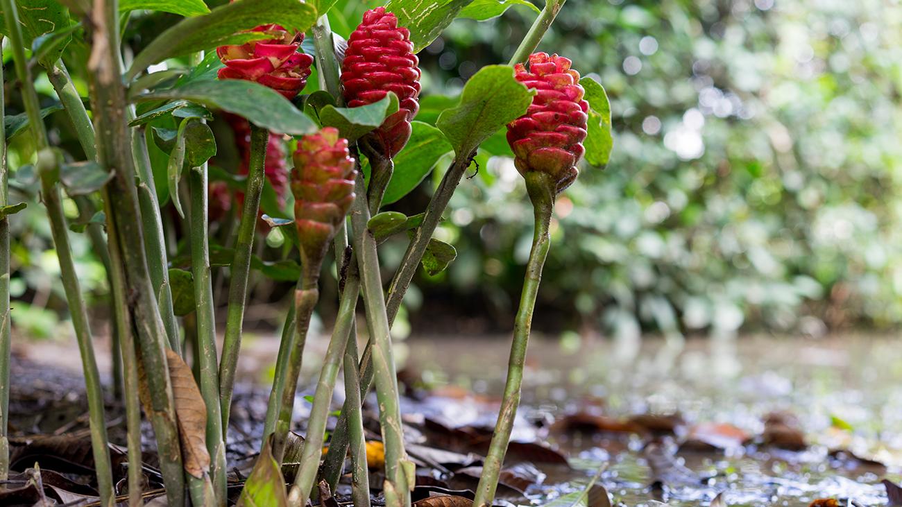 Botanical Gardens
