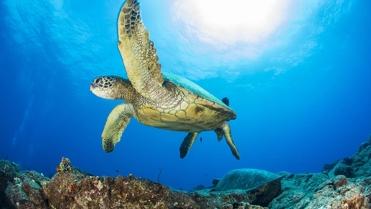 Snorkel Adventure