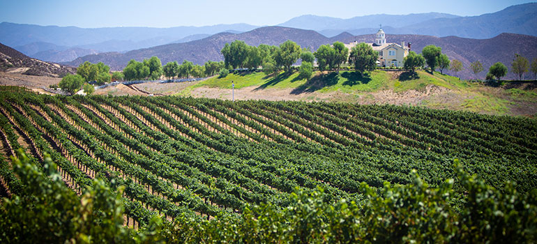 Temecula Souther California Wine Vineyard