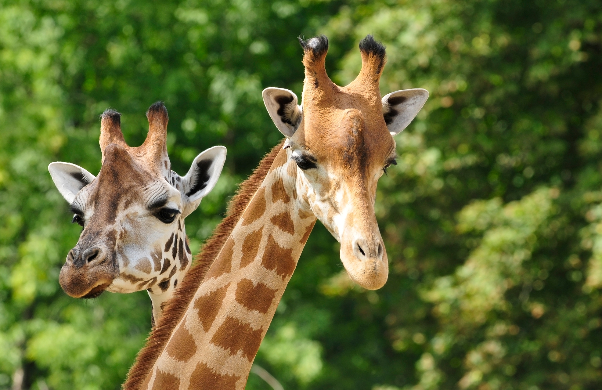 Close-up on giraffes