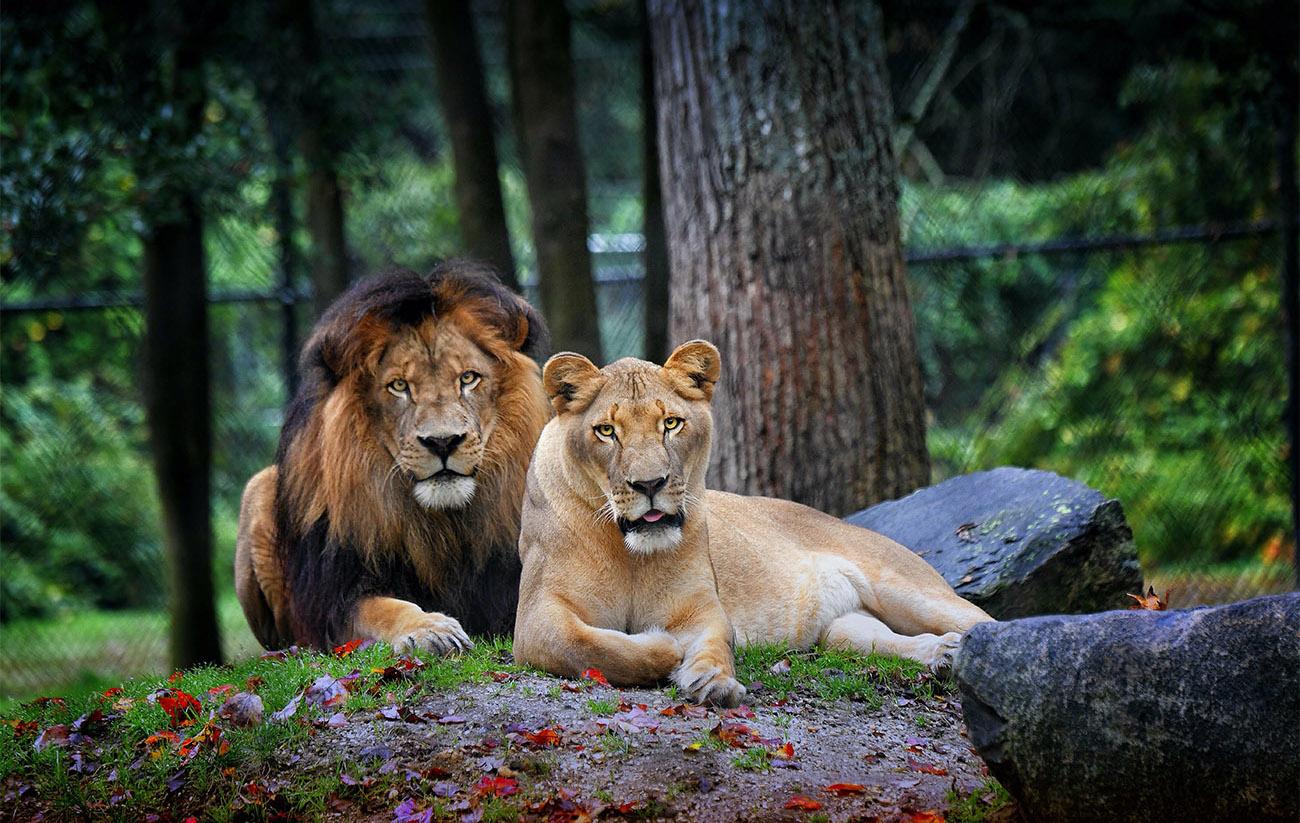 Cape May Zoo, Courtesy Cape May County, NJ Department of Tourism