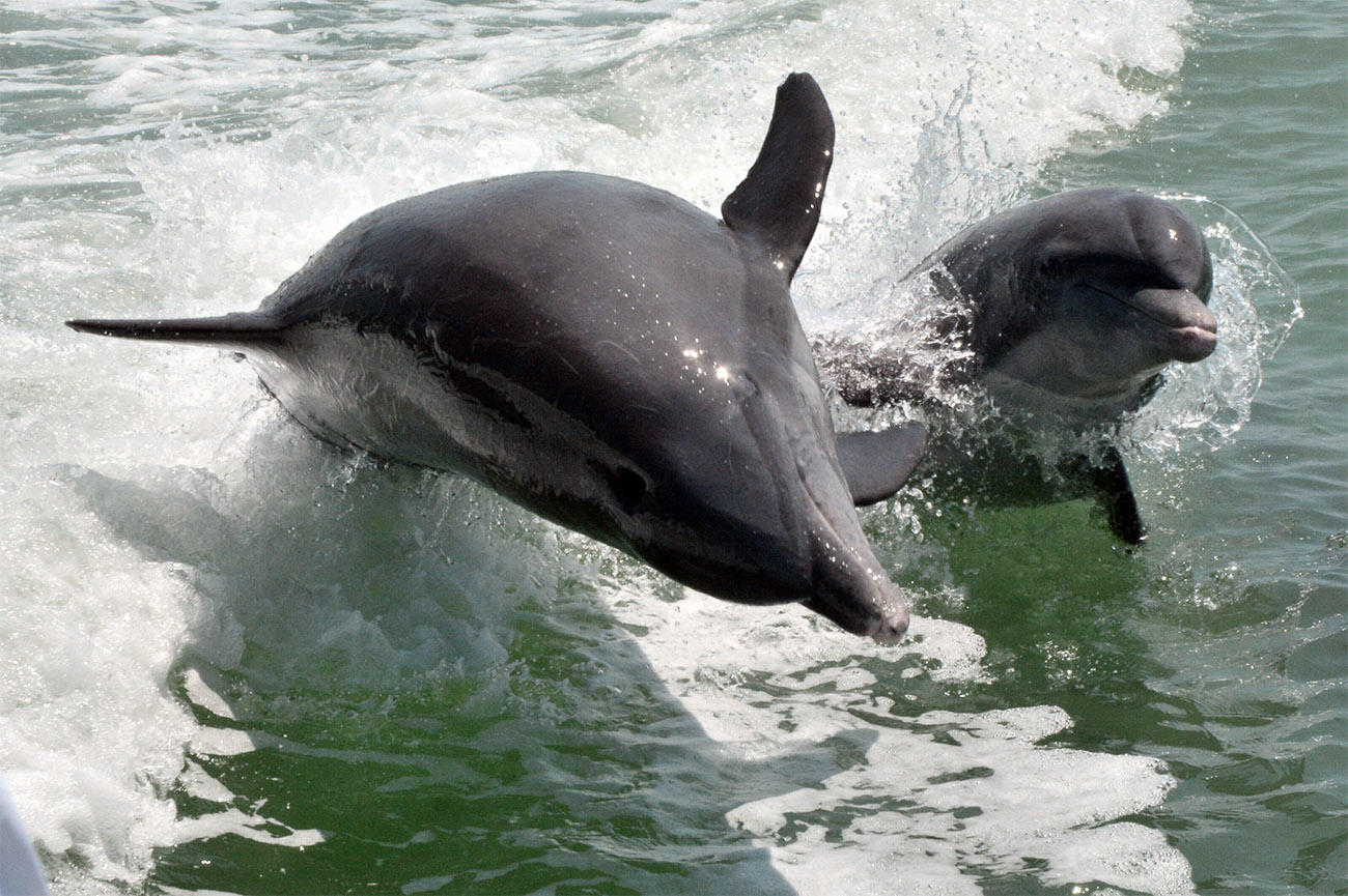 Dolphin mother and baby