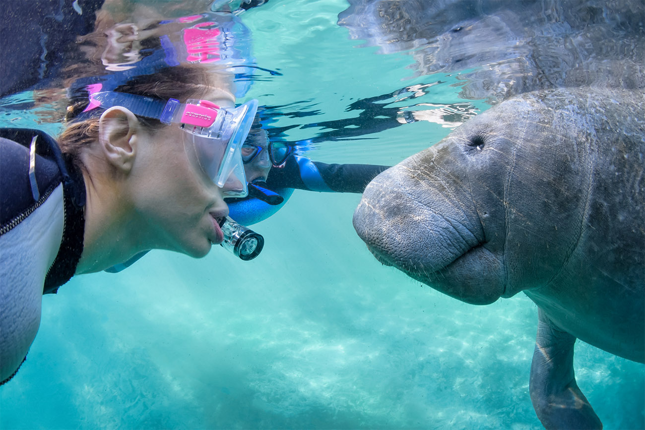 A snorkeler and a manatee meet face to face under the water.