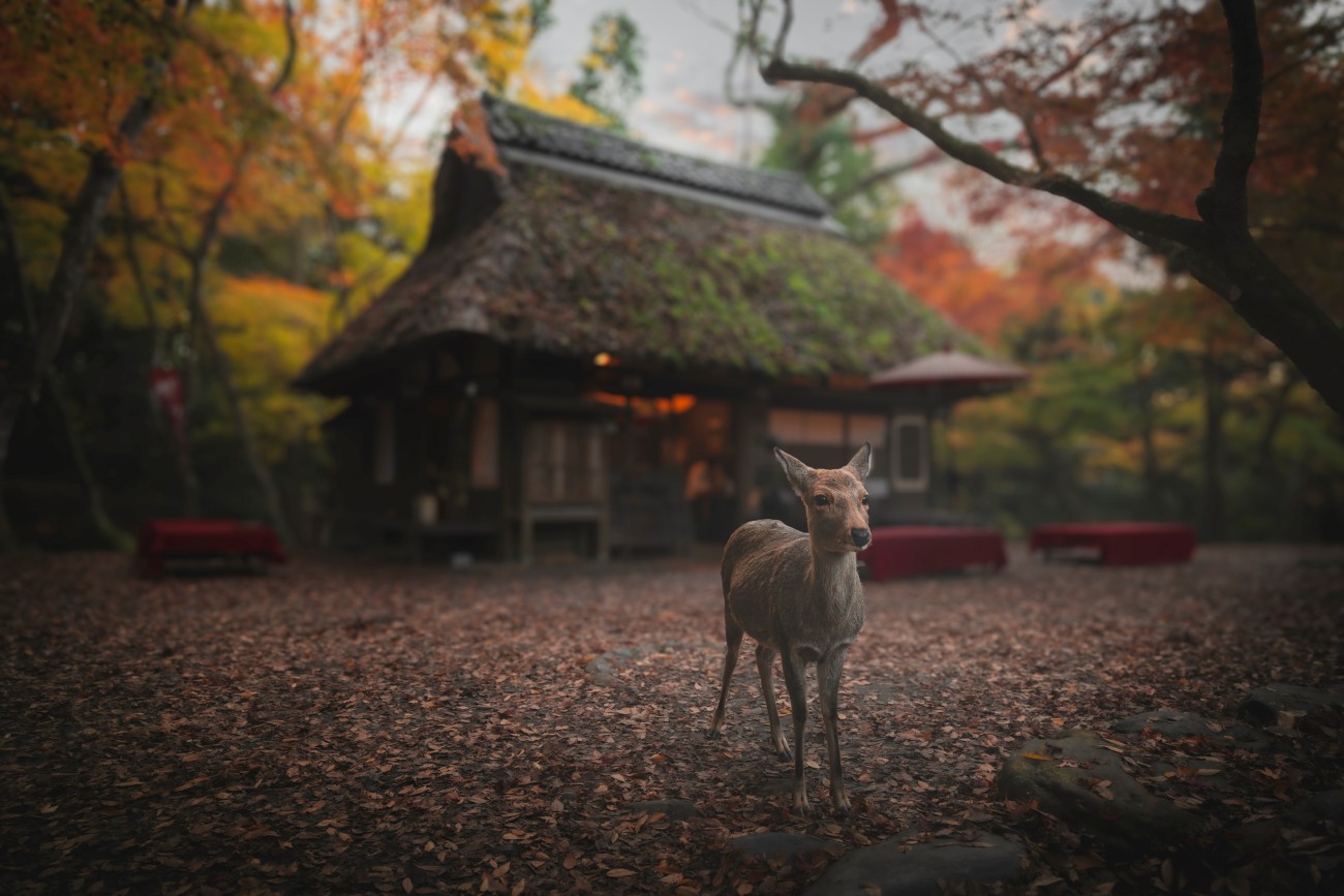 A fawn stands by itself on a bed of leaves in front of a cottage in the forest.