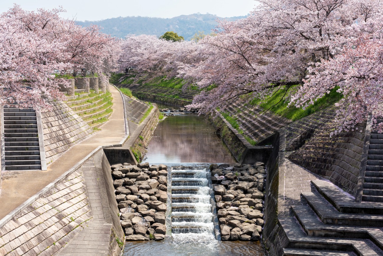 Pink cherry trees line a calm river that ends in a small waterfall over stone steps.