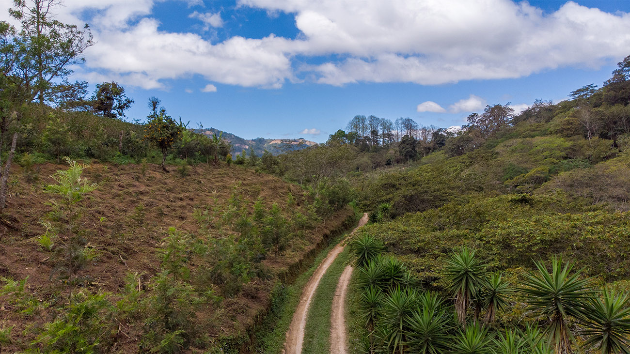 An aerial view of a tree-lined road in Honduras.