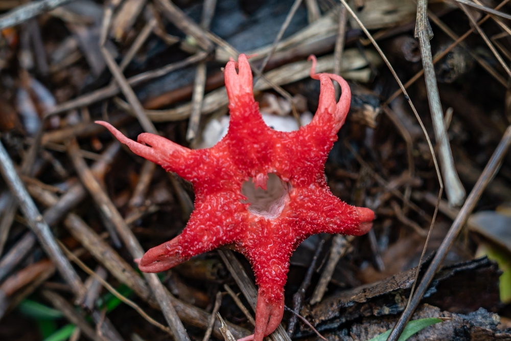 Starfish stinkhorn mushroom on Hawai‘i forest floor.