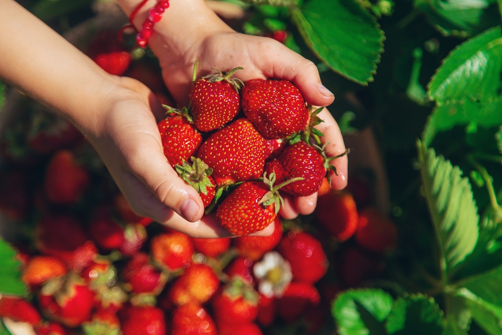 Freshly picked strawberries in cupped hands.