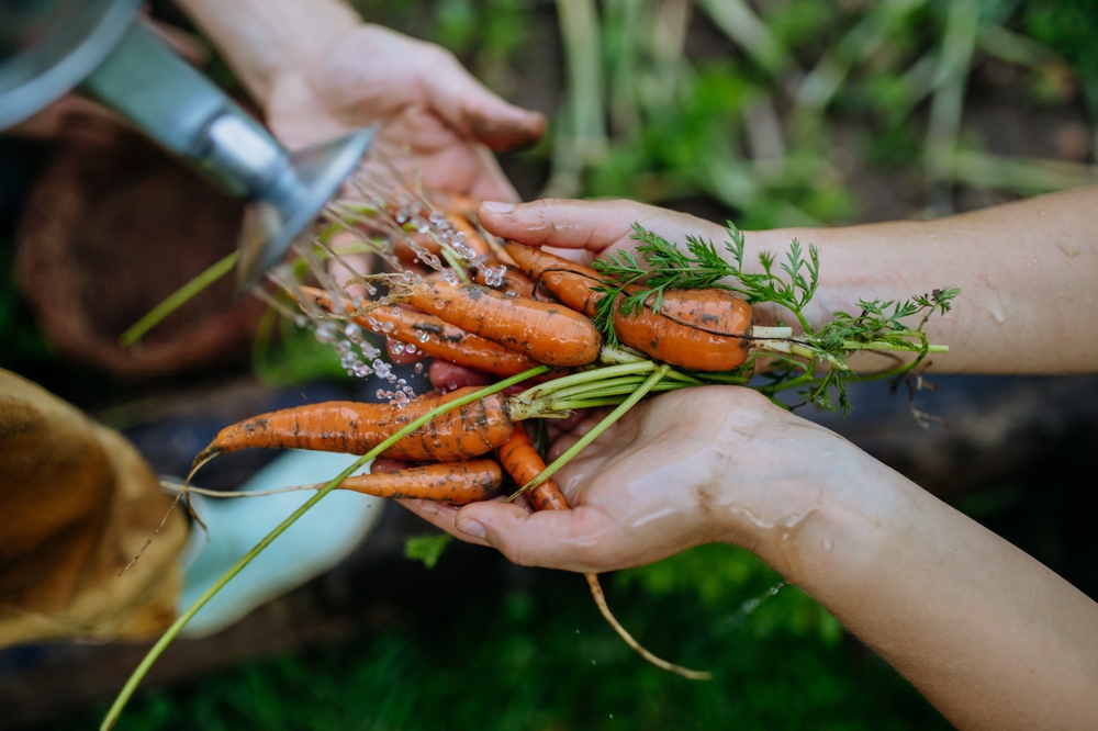 Fresh carrots rinsed after harvest.