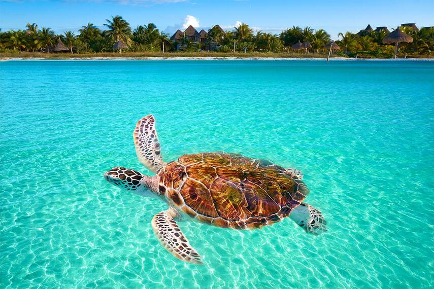 Sea Turtle