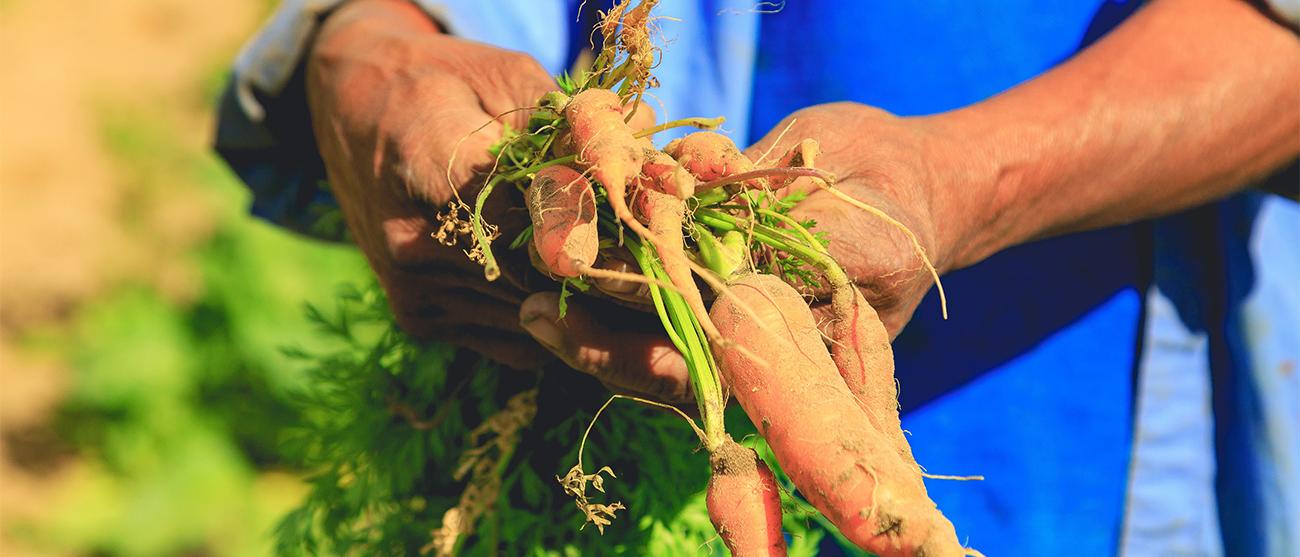 Farm to table grower holding a bunch of carrots grown in Maui, a Marriott Vacation Club destination