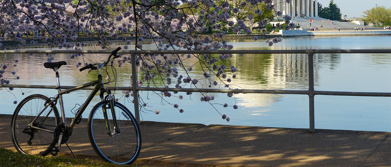 Bike on kickstand under blossoming cheery tree at tidal pond in Washington, DC, a Marriott Vacation Club destination