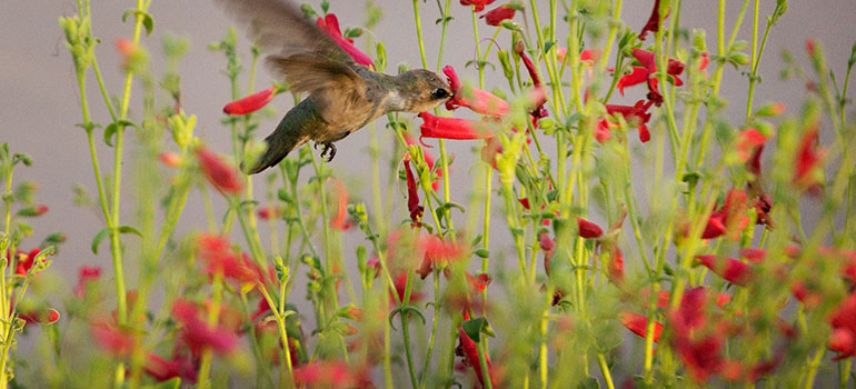 A hummingbird getting nectar at a botanical garden