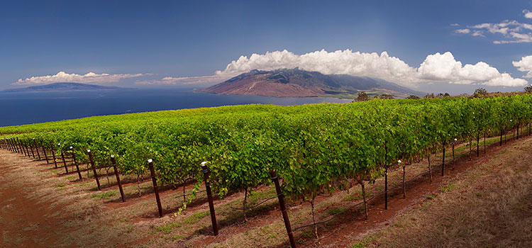 Explore The Island’s History with a Maui Wine Tasting