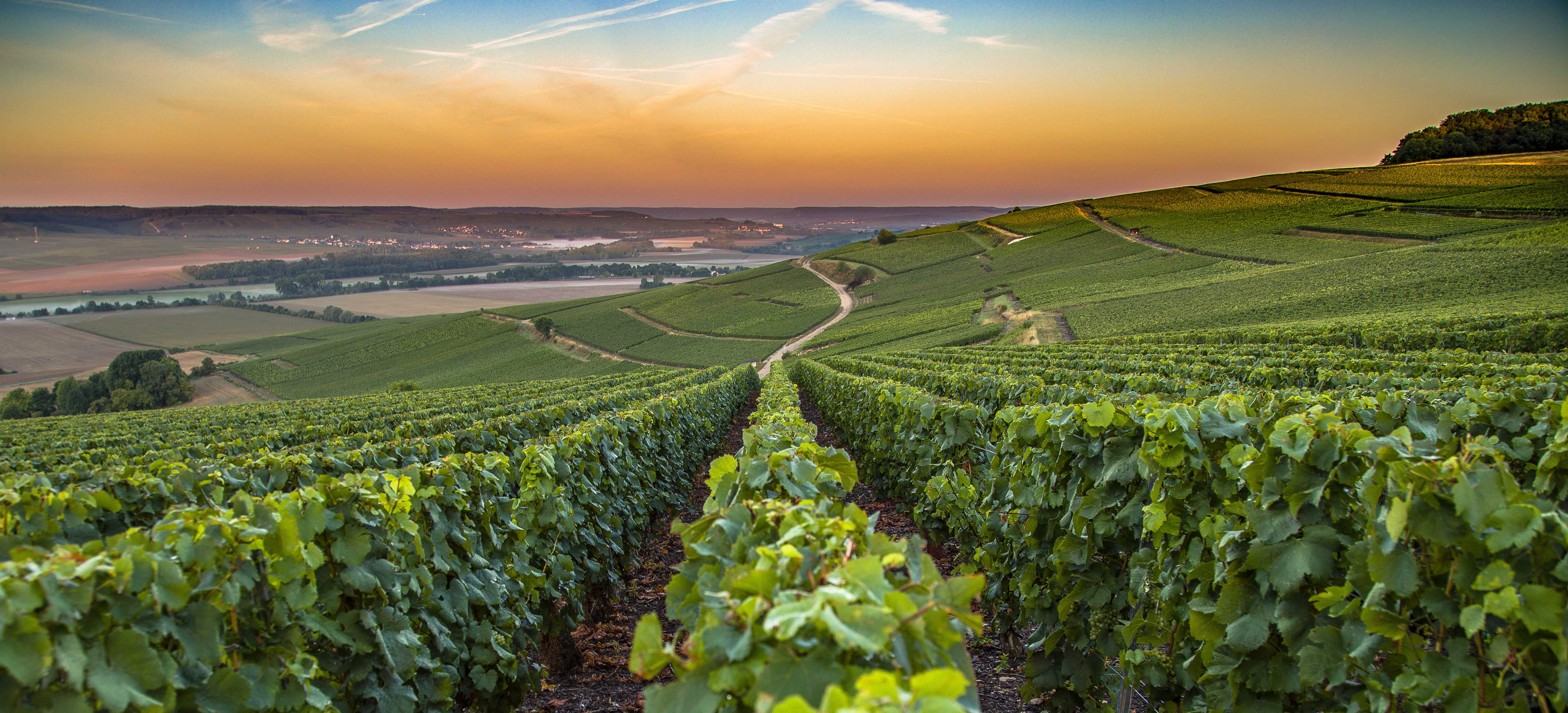 View of a vineyard at sunset in the French countryside, a Marriott Vacation Club timeshare destination